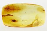 Fossil Soft-Winged Flower Beetle (Melyridae) in Baltic Amber #273281-1